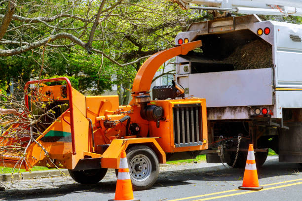 Tree and Shrub Care in Wyandanch, NY